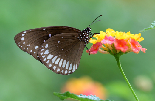 Butterfly park belvai
